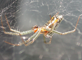 Basilica Orbweaver